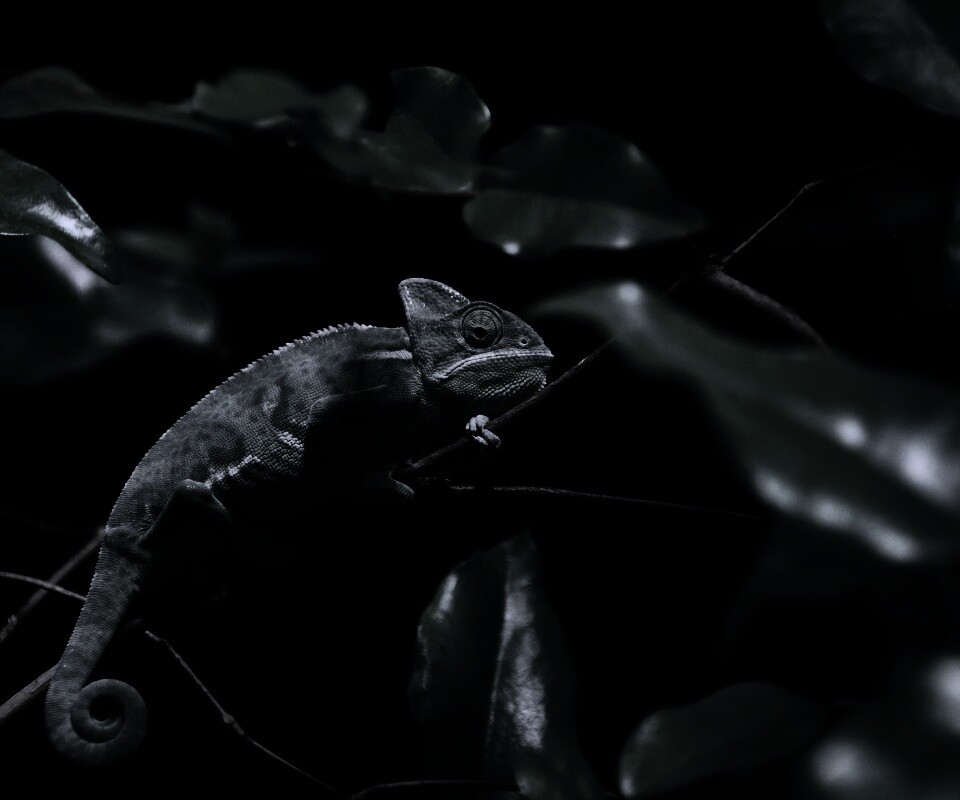 Хамелеон в листве обои