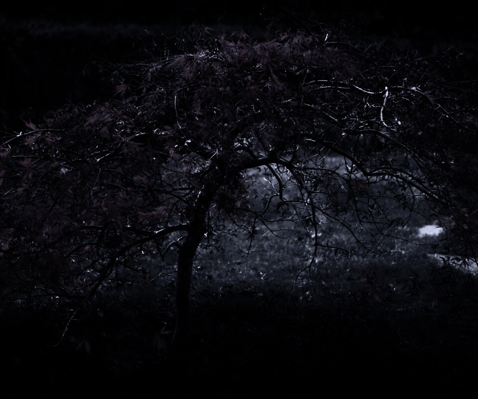 Розовое дерево обои