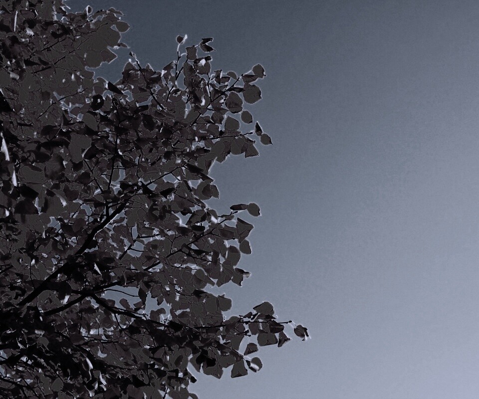 Ветви с пожелтевшими листьями на фоне неба обои