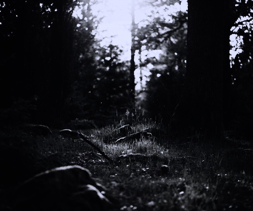 Лето в лесу обои