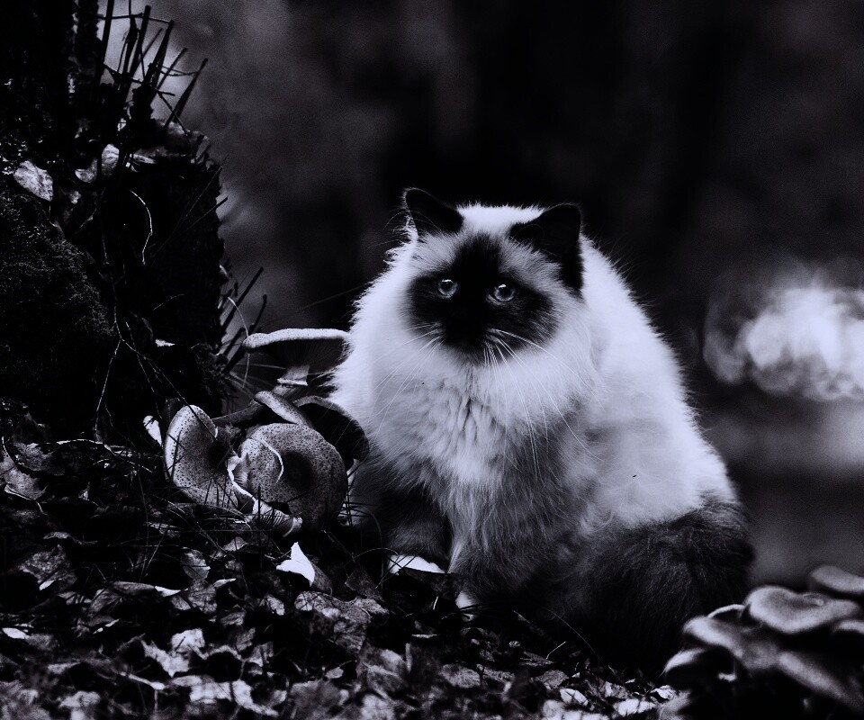 Пушистый кот среди пожелтевшей листвы обои