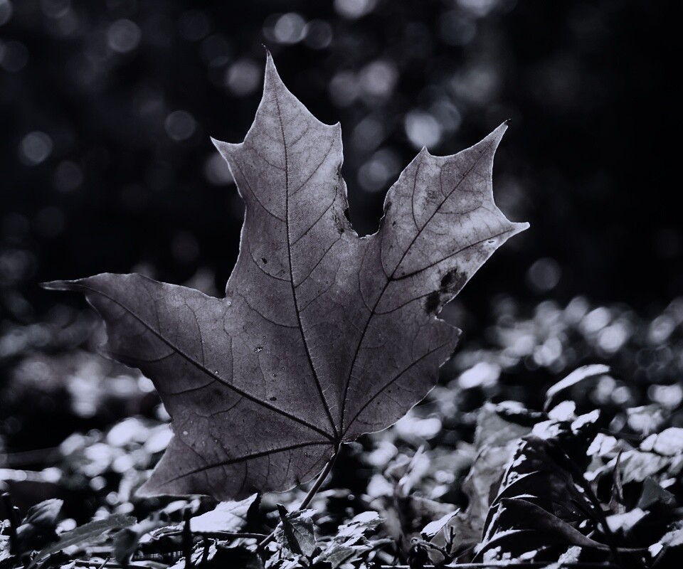 Желтый кленовый лист обои