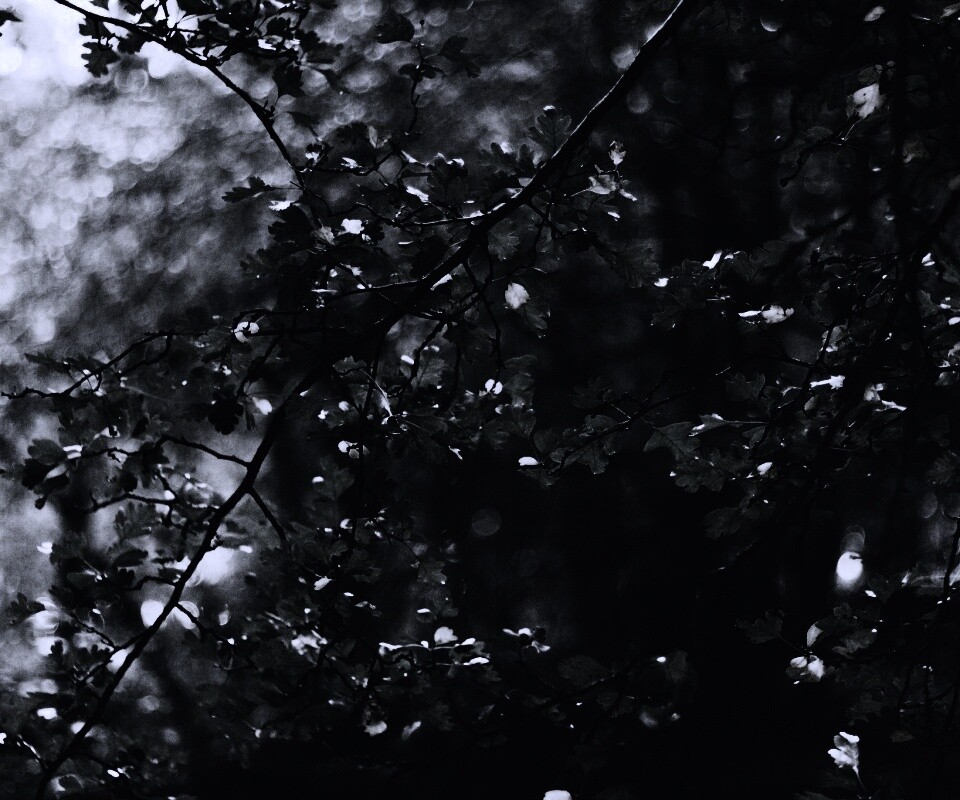 Дубовая зеленая листва обои