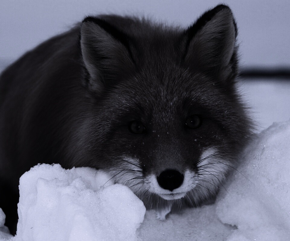 Рыжая лиса в снегу обои