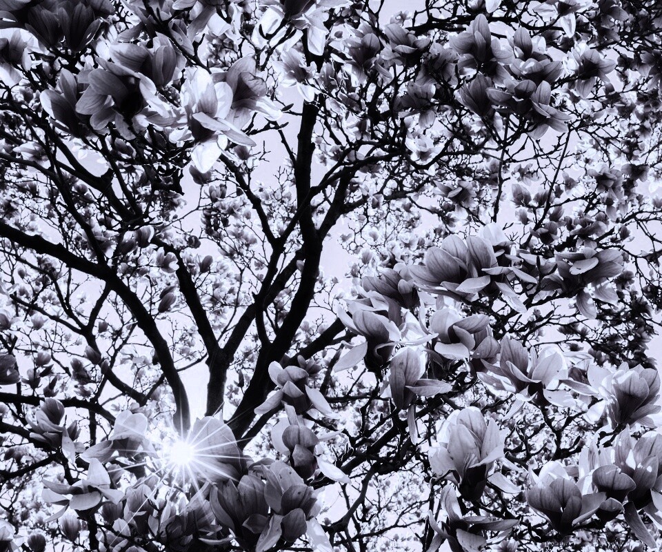 Магнолия обои