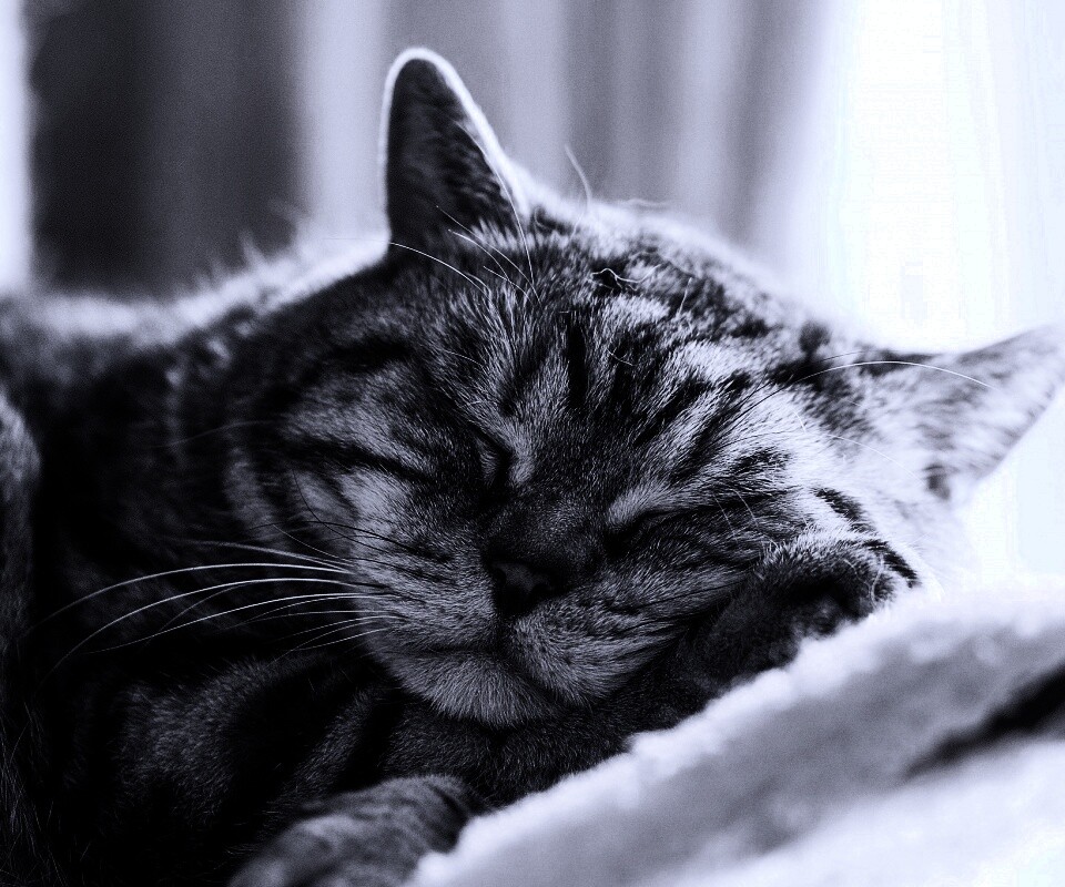 Спящий кошак обои