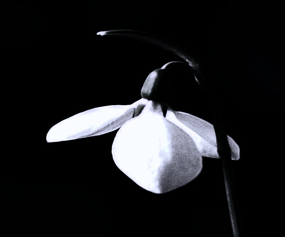 Белый цветок обои