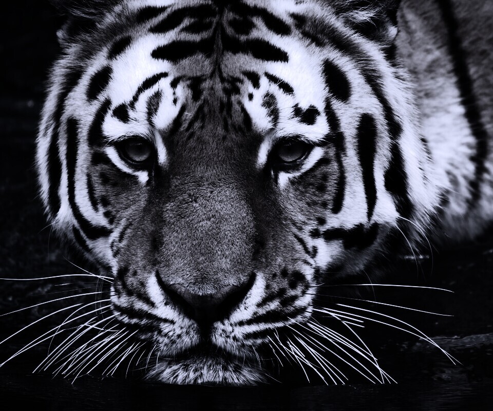 Купание тигра обои