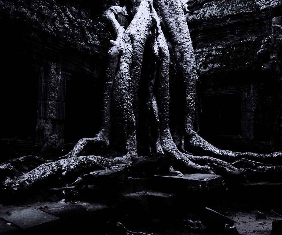 Мощные корни обои