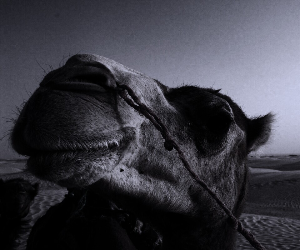 Верблюд обои