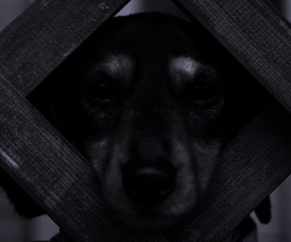 Мордочка в заборе обои