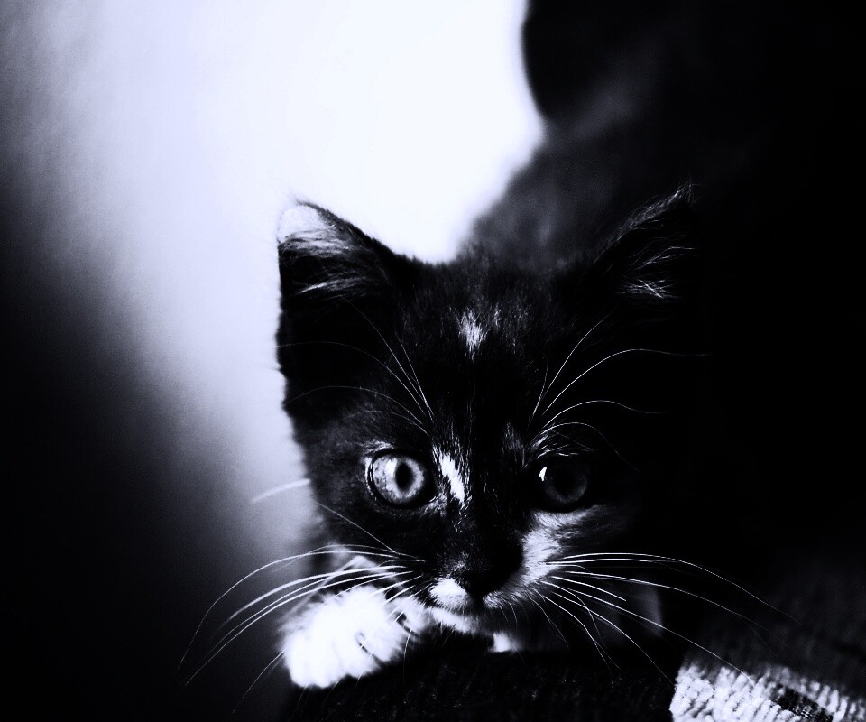 Котёнок обои