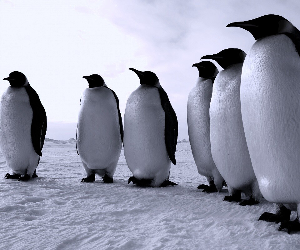 Слет пингвинов обои