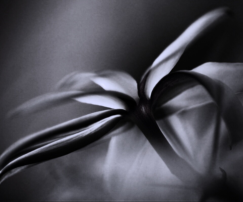 Цветок обои