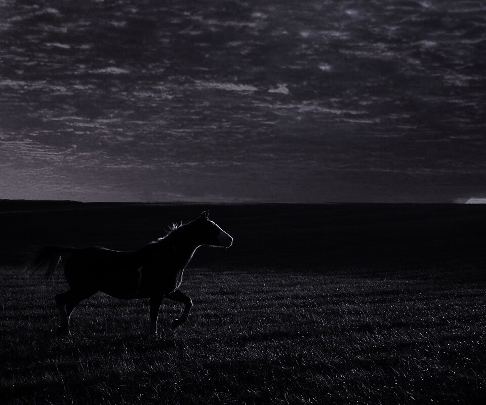 Мустанг обои