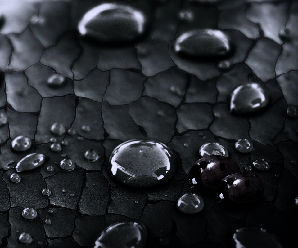 Божьи коровки обои