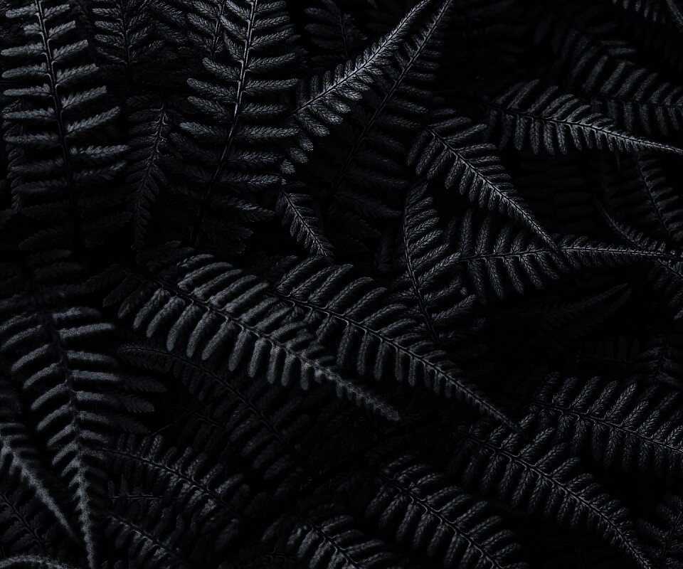 Папоротник обои