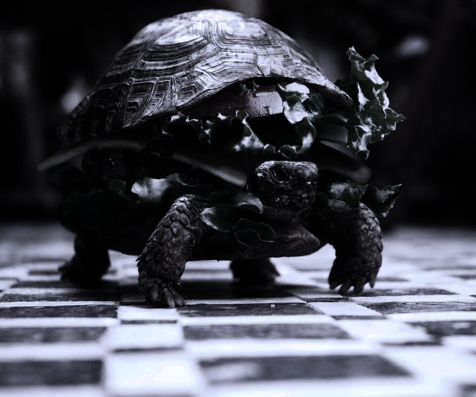 Черепахбургер обои