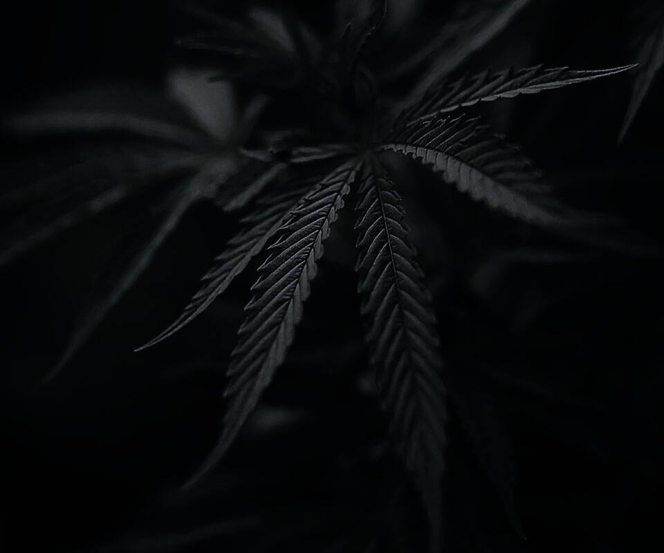 Марихуана обои