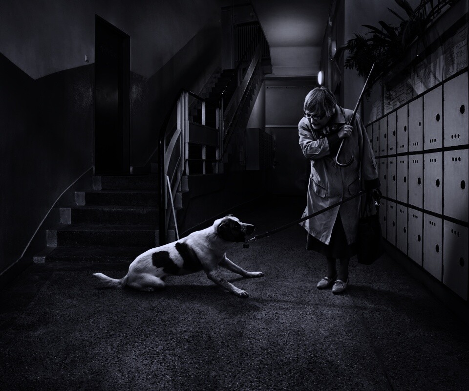 Непослушная собака обои