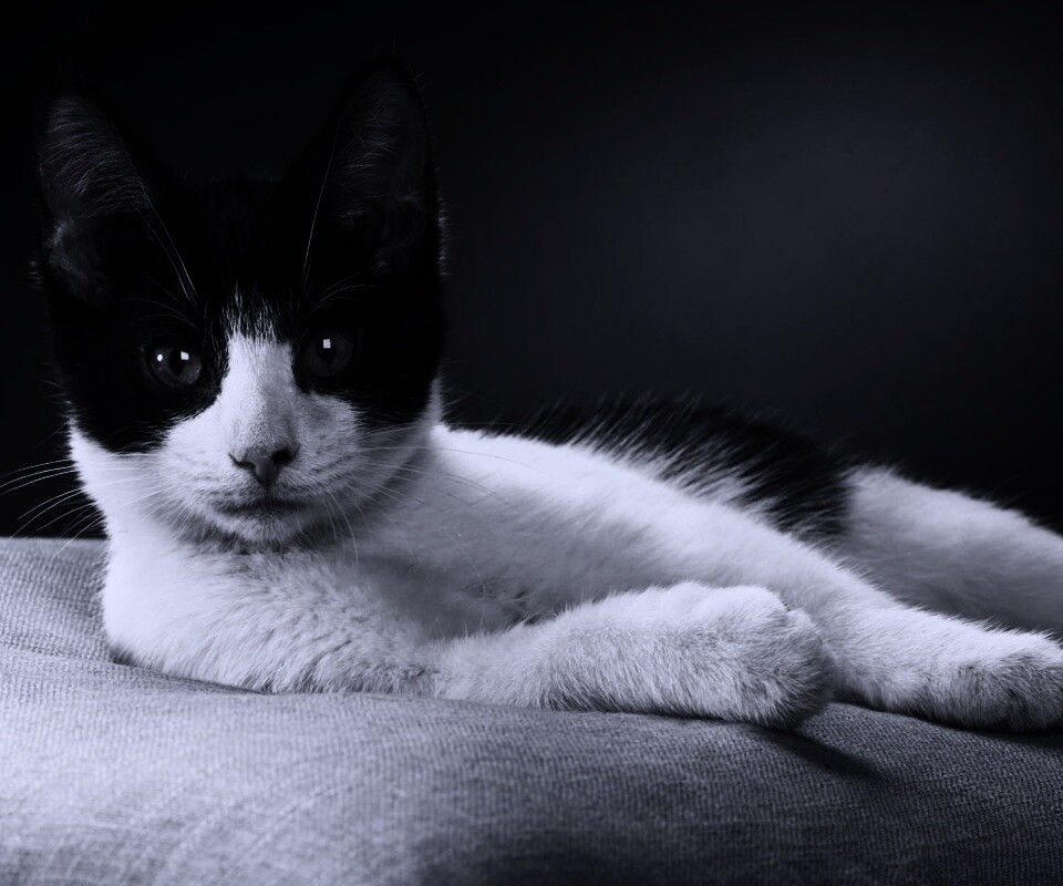 Кот на подушке обои