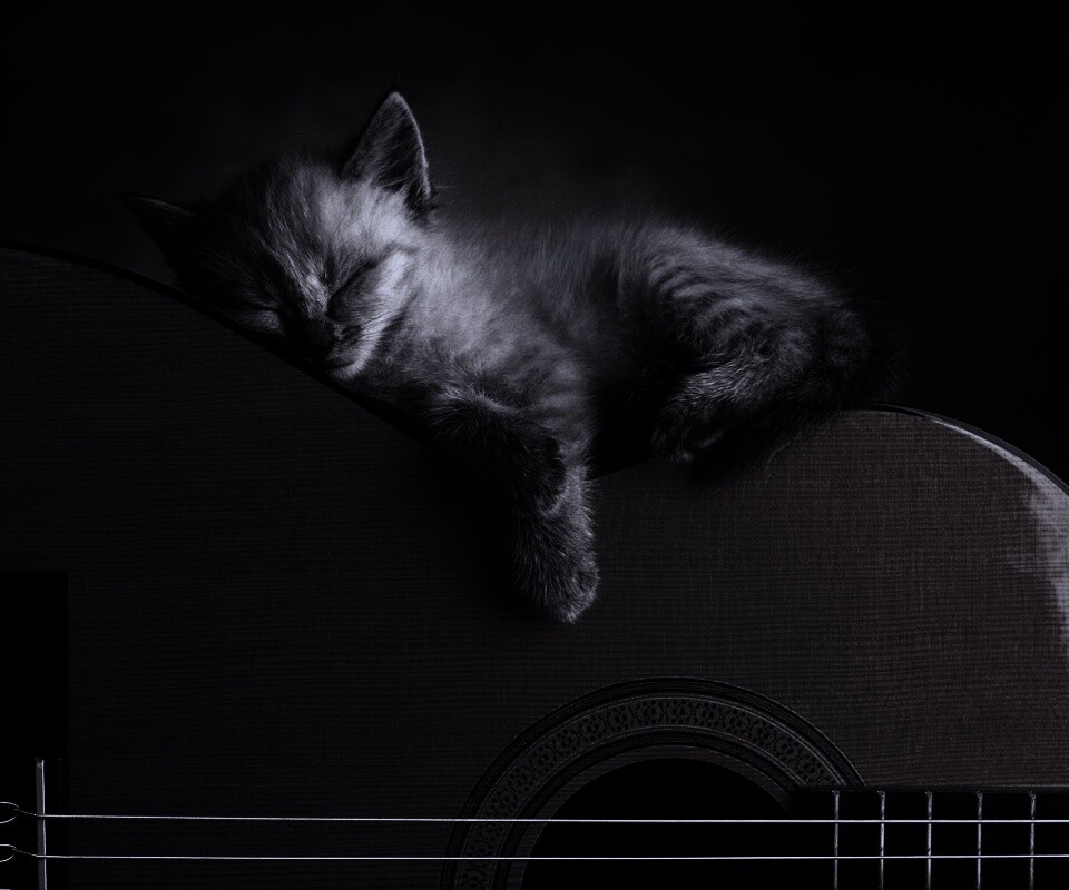Котенок на гитаре обои