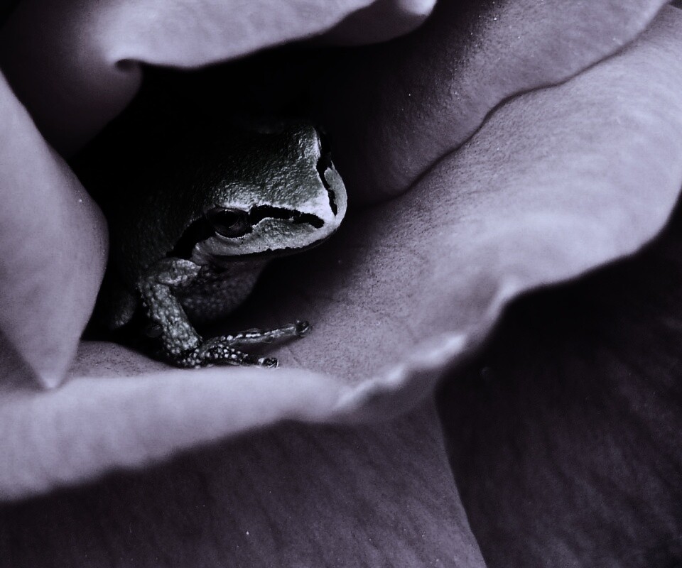 Куда это ты смотришь? обои