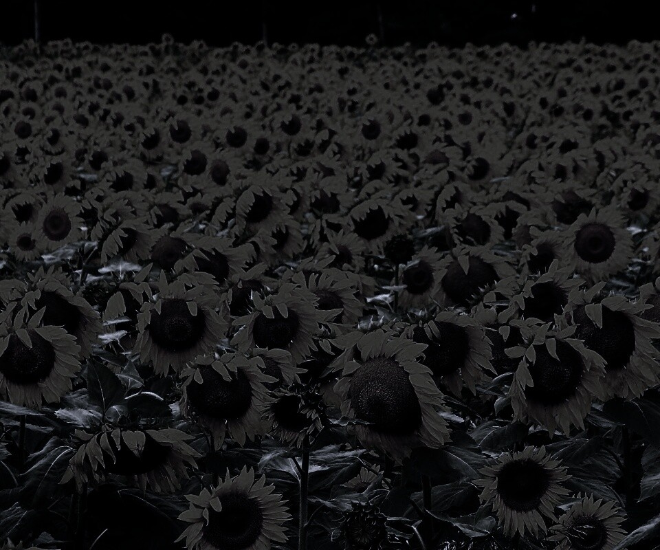 Поле подсолнухов обои