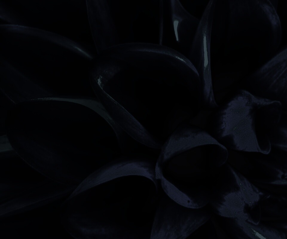 Лепестки обои