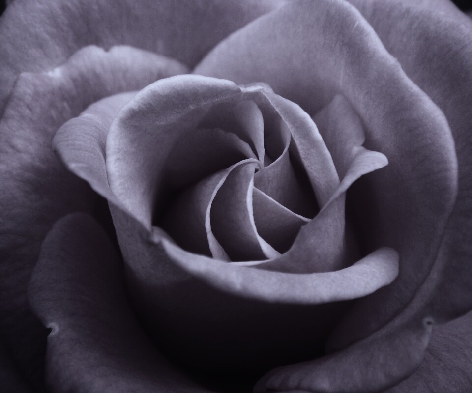 Идеальная роза обои