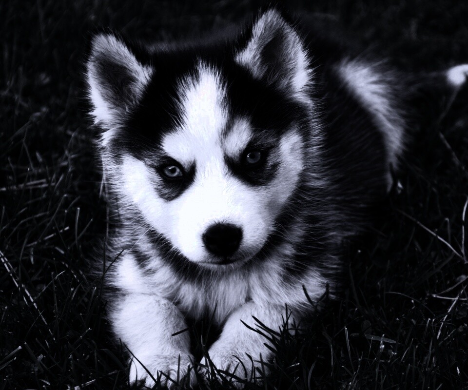 Голубоглазый щенок хаски обои
