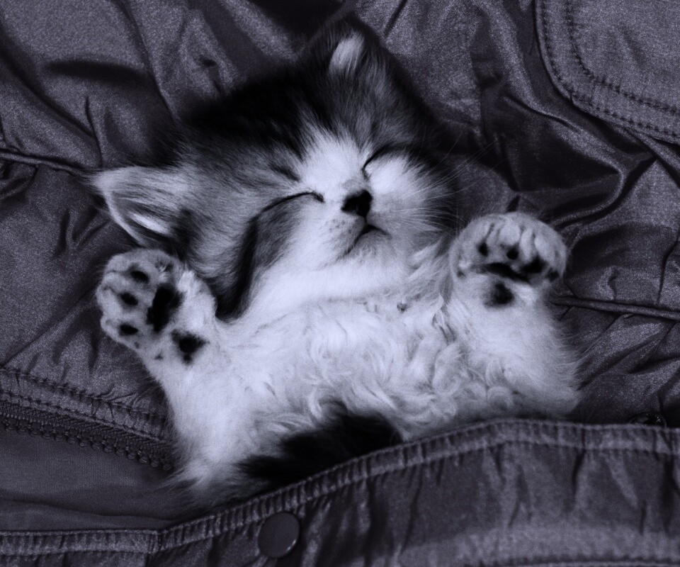 Котенок на розовой куртке обои