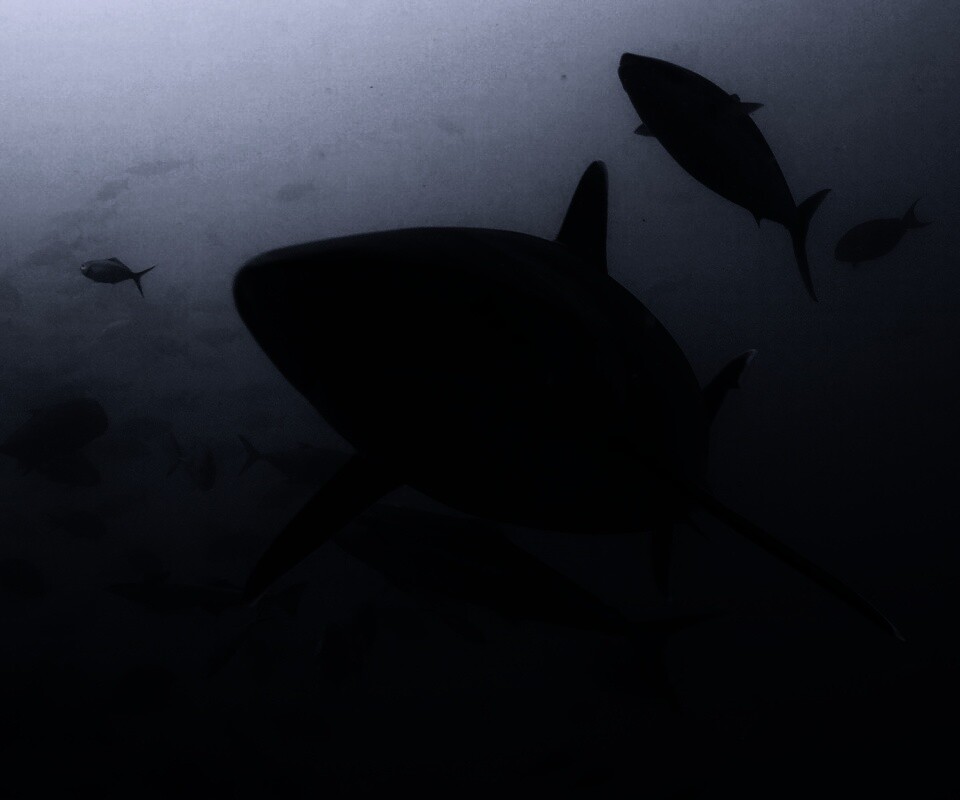 Акула обои