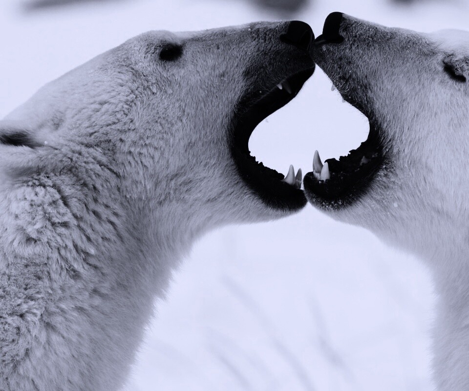 Полярные медведи обои