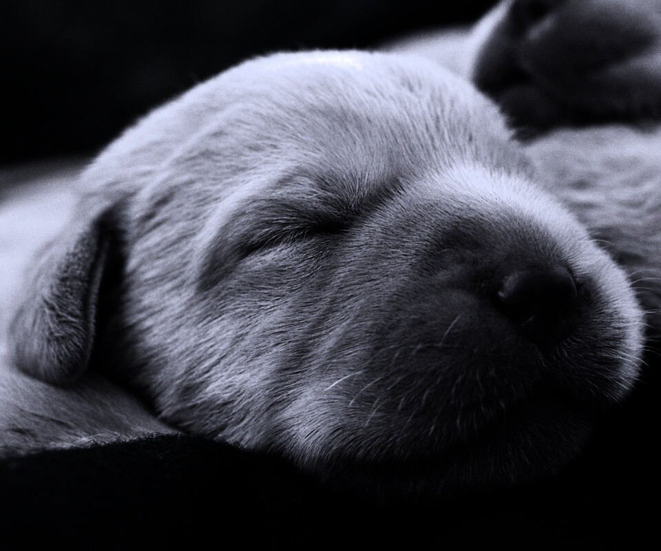 Мордочки симпатичных щенков обои