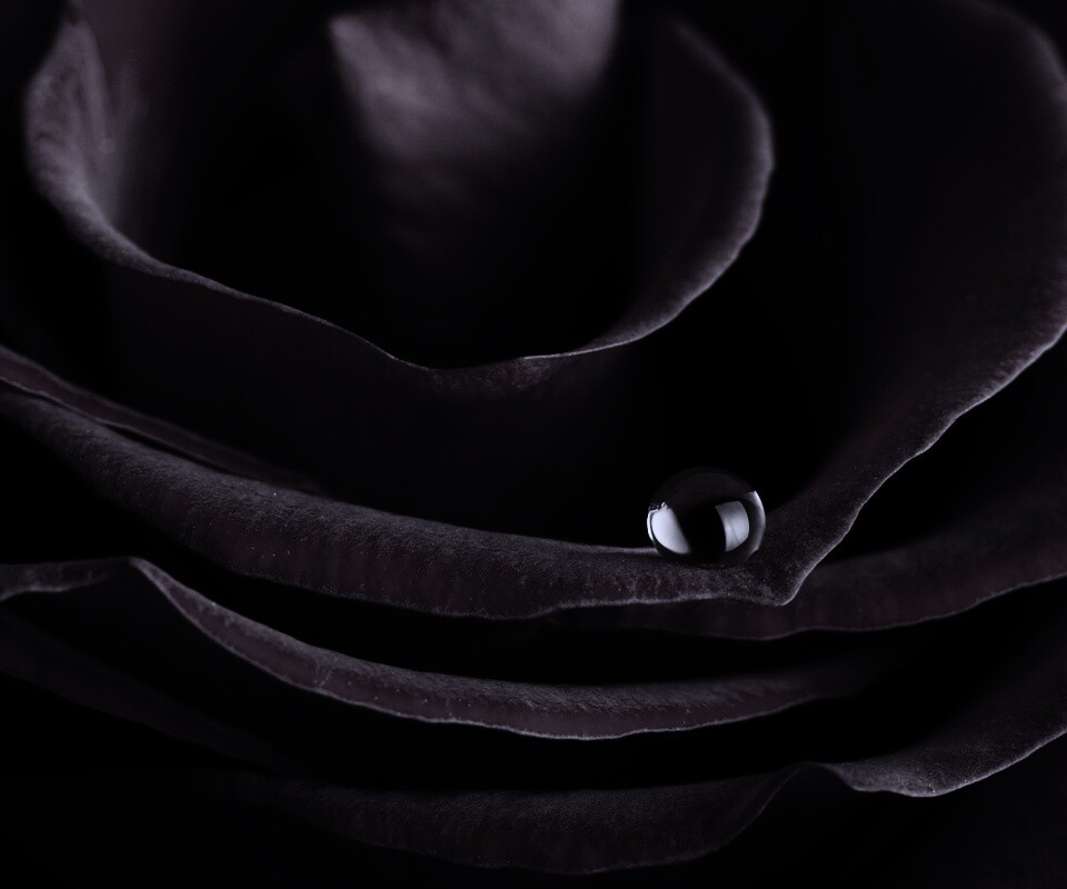 Капля воды на лепестке розы обои