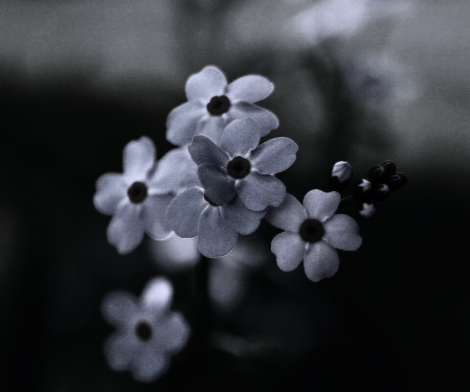 Обои цветов обои