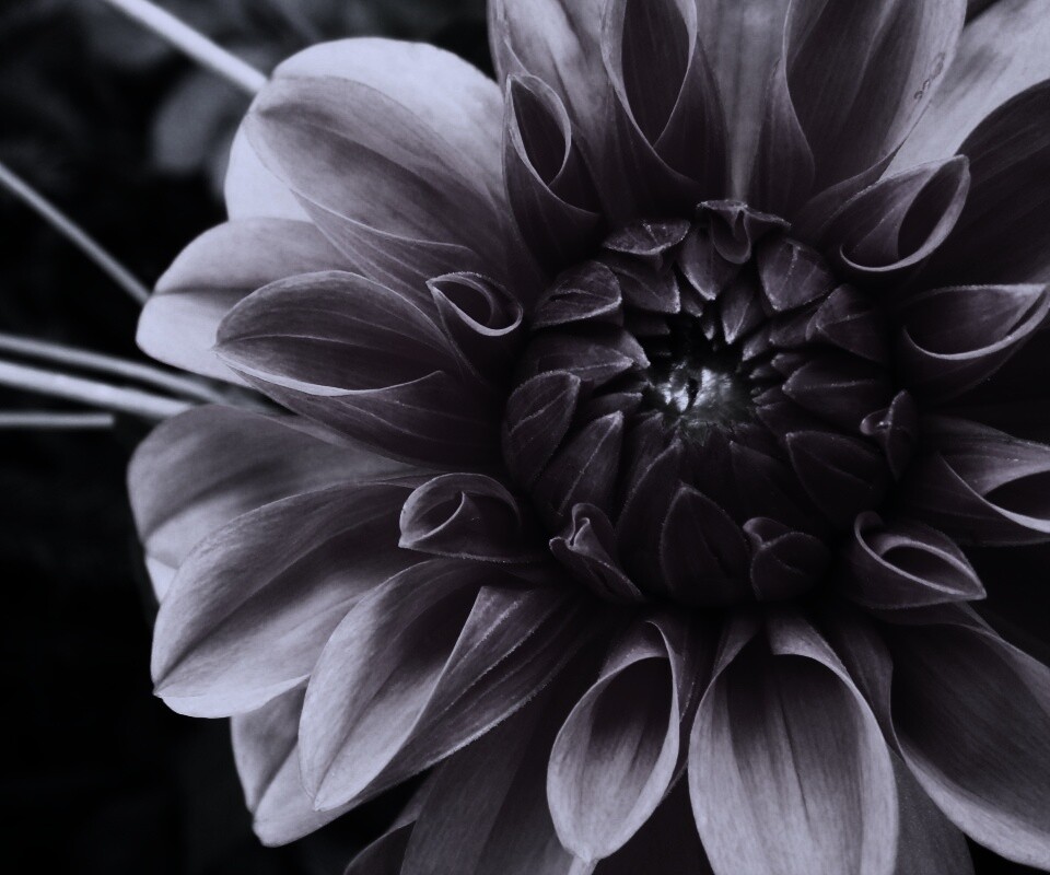 Аленький цветочек обои