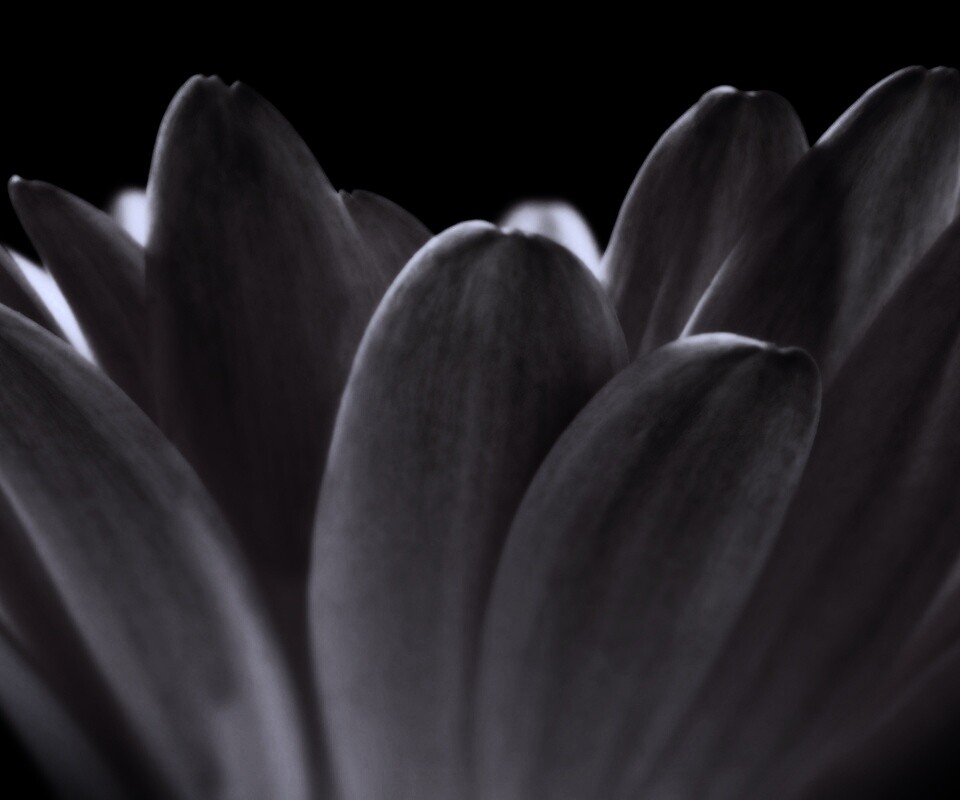 Цветочные лепестки обои