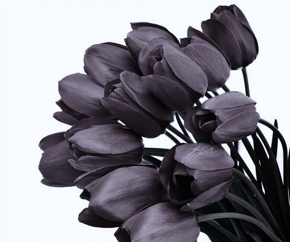 Букет тюльпанов обои