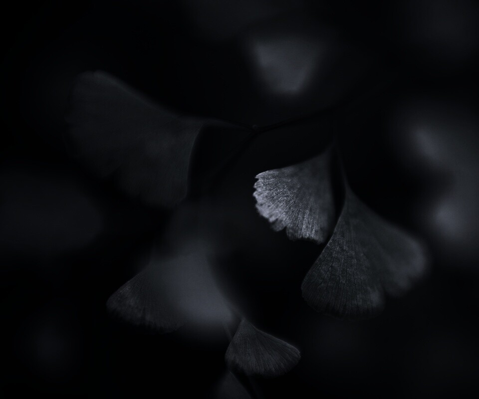 Дикие зеленые листья обои