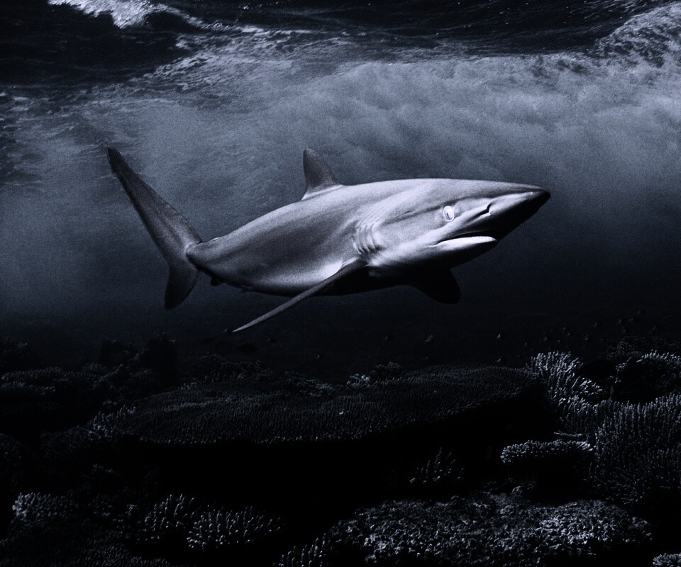 Акула в море обои