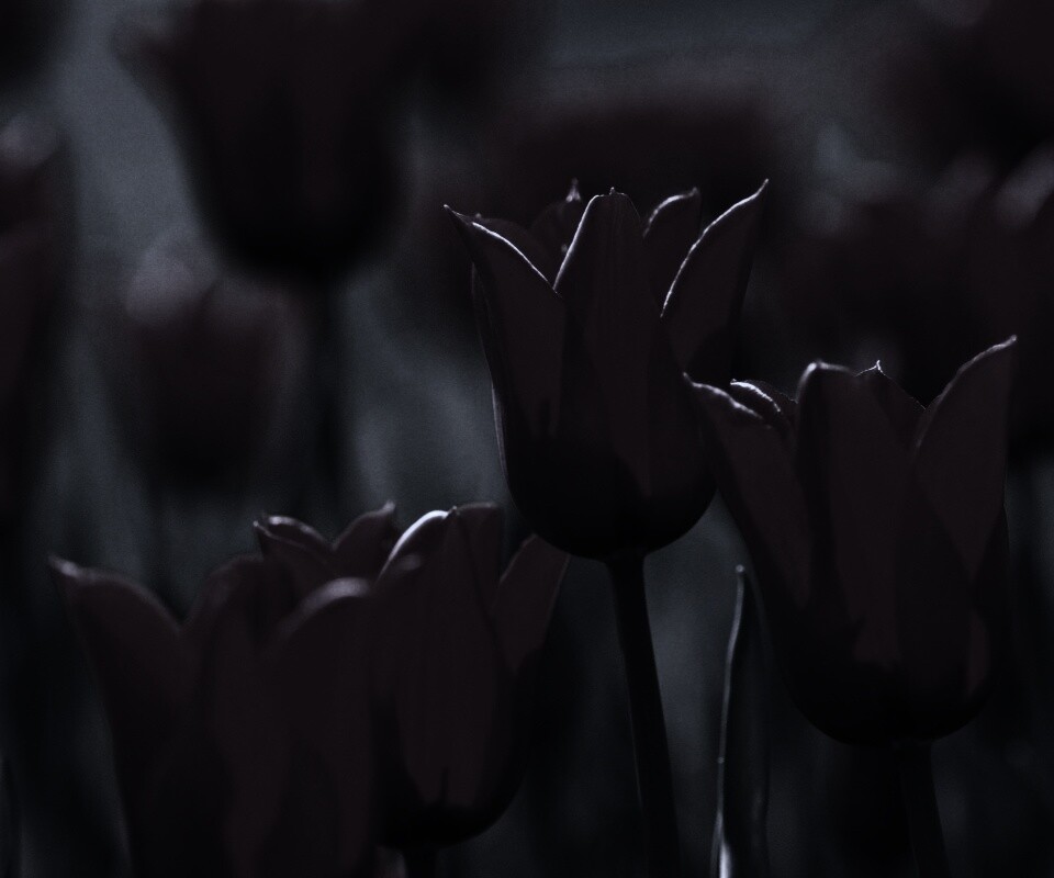 Красные цветы обои