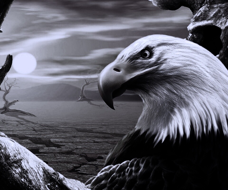 Нарисованный орел обои