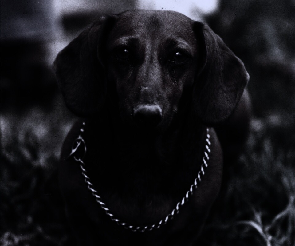 Рыжая такса обои