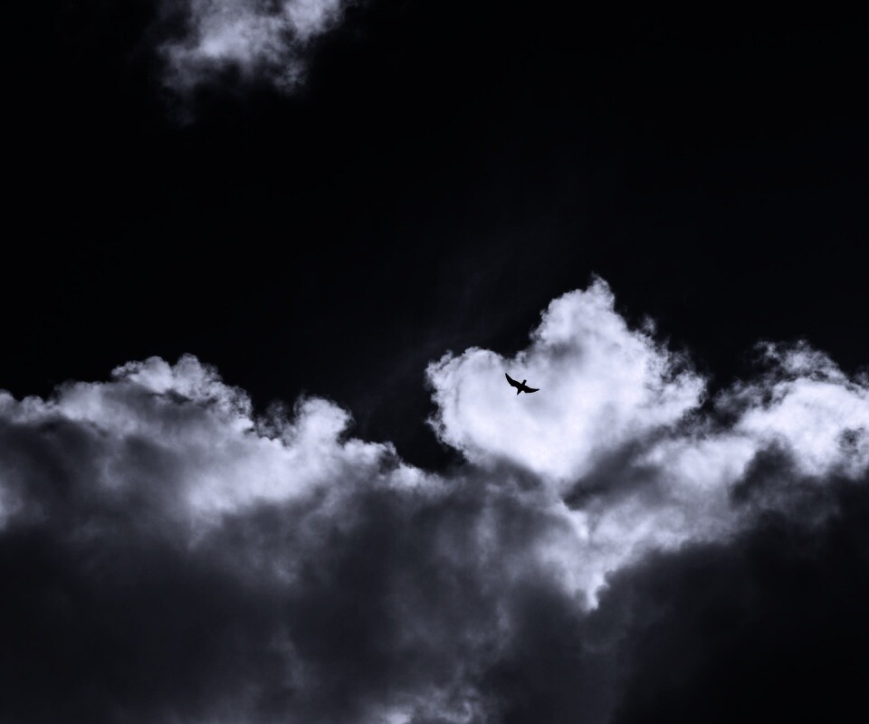 Птица в небе обои