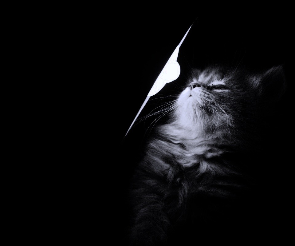 Котя на свету обои