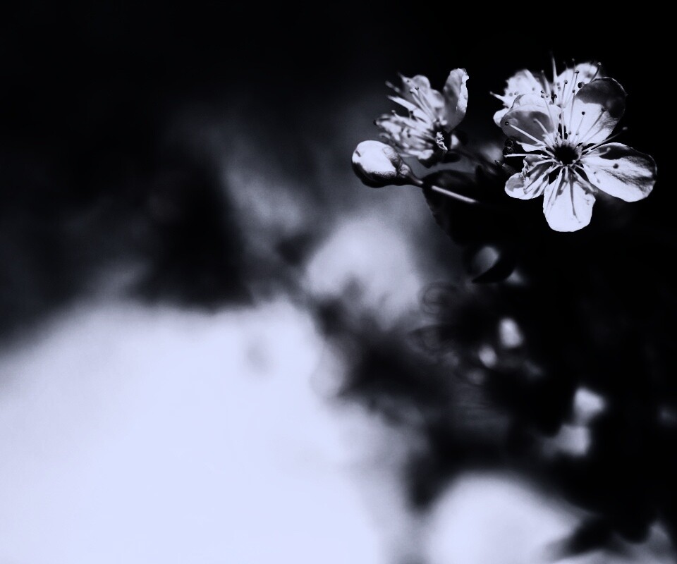 Цветок вишни обои