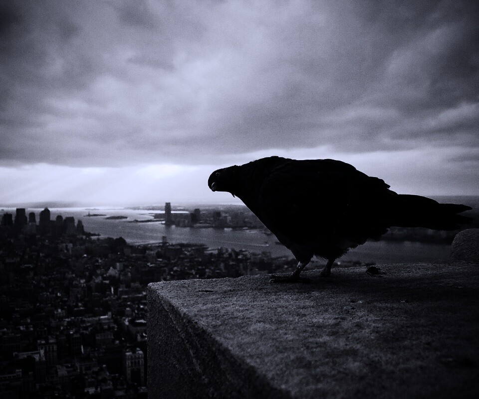 Любознательный голубь обои