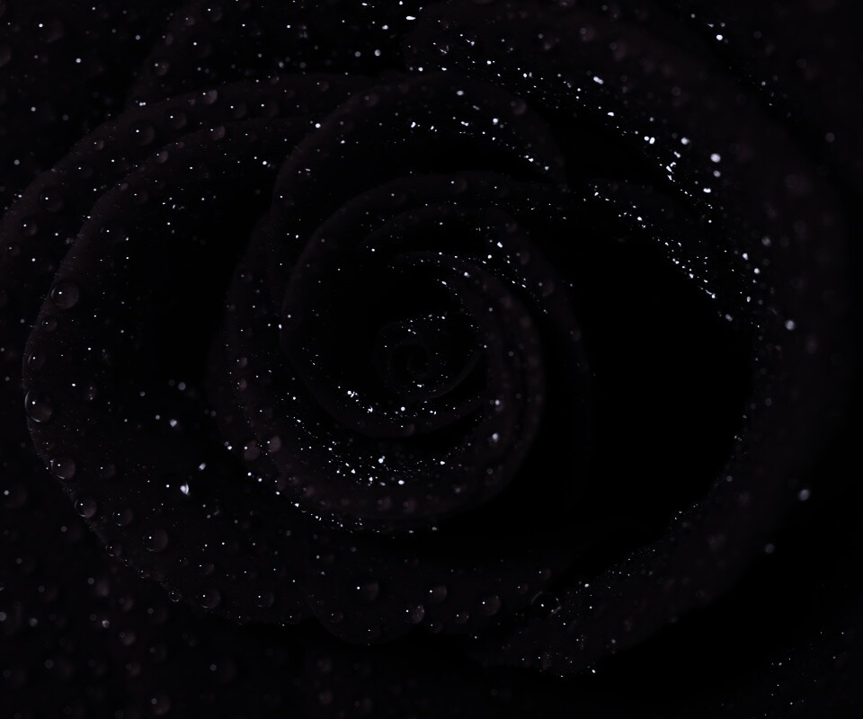 Красная роза обои